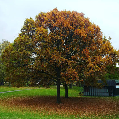 Tree of Life